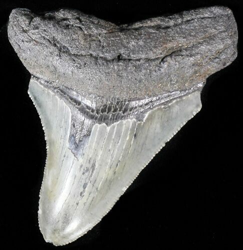Serrated, Juvenile Megalodon Tooth #56528